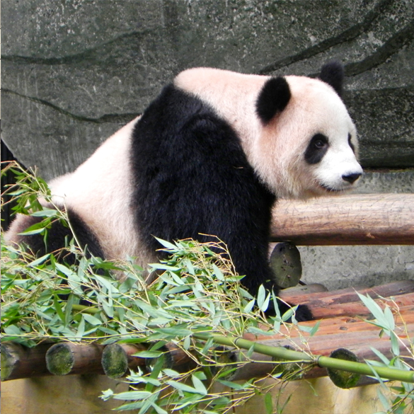 The Giant Panda Breeding and Research Center